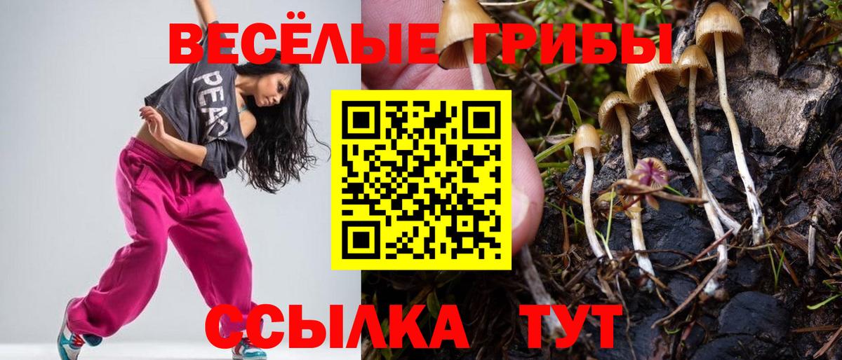 Псилоцибиновые грибы Cubensis Белая Калитва